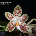 Phalaenopsis sumatrana.jpg