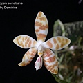 Phalaenopsis sumatrana-1.JPG