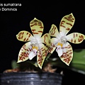 Phalaenopsis sumatrana-2.JPG