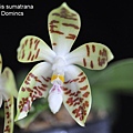 Phalaenopsis sumatrana-3.JPG
