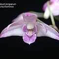 Dendrobium kingianum-1.JPG