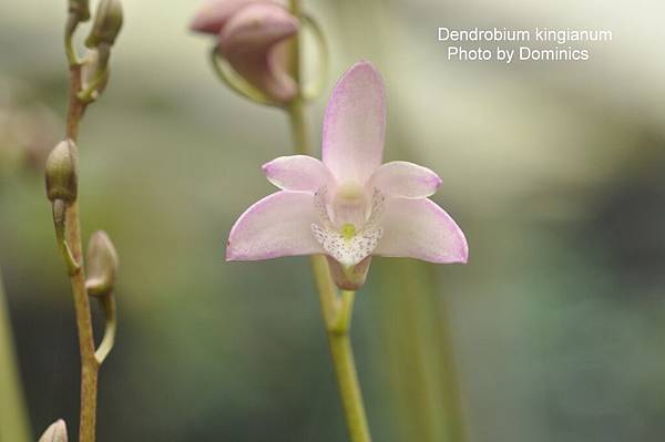 Dendrobium kingianum-2.JPG