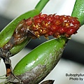 Bulbophyllum crassipes-1.JPG