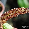 Bulbophyllum crassipes-2.JPG