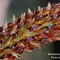 Bulbophyllum crassipes-3.JPG