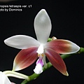 Phalaenopsis tetraspis var. c1.JPG