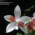 Phalaenopsis tetraspis var. c1-1.JPG