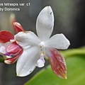 Phalaenopsis tetraspis var. c1-2.JPG