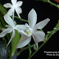 Phalaenopsis tetraspis.JPG