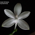Phalaenopsis tetraspis-1.jpg