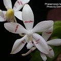 Phalaenopsis tetraspis-2.JPG