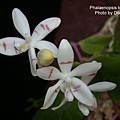 Phalaenopsis tetraspis-3.JPG