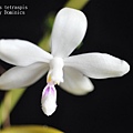 Phalaenopsis tetraspis-4.JPG