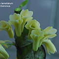 Dendrobium lamellatum.JPG