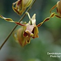 Dendrobium lasianthera.JPG