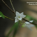 Dendrobium leptocladum.JPG