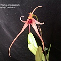 Bulbophyllum echinolabium.JPG