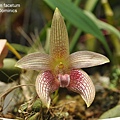 Bulbophyllum facetum.JPG