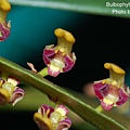 Bulbophyllum falcatum.JPG