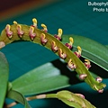 Bulbophyllum falcatum-1.JPG