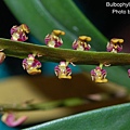 Bulbophyllum falcatum-2.jpg