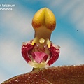Bulbophyllum falcatum-3.JPG