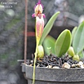 Bulbophyllum fascinator.JPG