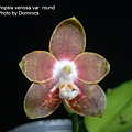Phalaenopsis venosa var. round.jpg