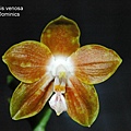 Phalaenopsis venosa-1.JPG