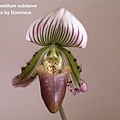 Paphiopedilum sublaeve.JPG