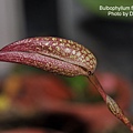 Bulbophyllum fraudolentum-1.JPG