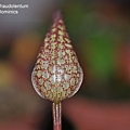 Bulbophyllum fraudolentum-2.JPG
