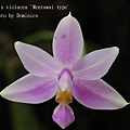 Phalaenopsis violacea 'Mentawai type'.JPG