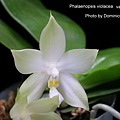 Phalaenopsis violacea var alba.jpg