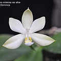Phalaenopsis violacea var alba-1.JPG