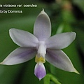 Phalaenopsis violacea var. coerulea-1.JPG