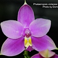 Phalaenopsis violacea var. sumatra.JPG