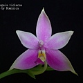 Phalaenopsis violacea.JPG