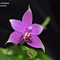 Phalaenopsis violacea-1.JPG