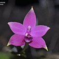 Phalaenopsis violacea-2.JPG