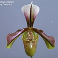 Paphiopedilum villosum.JPG