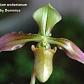 Paphiopedilum wolterianum.jpg