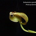 Bulbophyllum grandiflorum.JPG