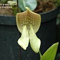 Bulbophyllum grandiflorum-1.JPG