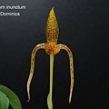 Bulbophyllum inunctum.JPG