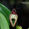 Bulbophyllum lasiochilum.JPG