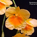 Dendrobium lindleyi.JPG