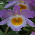 Dendrobium loddigesii-1.JPG