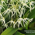 Bulbophyllum laxiflorum.JPG
