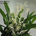 Bulbophyllum laxiflorum-1.JPG